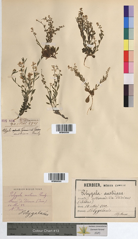 Polygala austriaca (Polygalaceae)