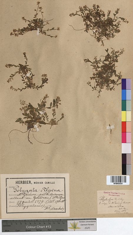 Polygala alpina (Polygalaceae)