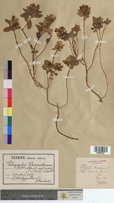 Polygala chamaebuxus (Polygalaceae)
