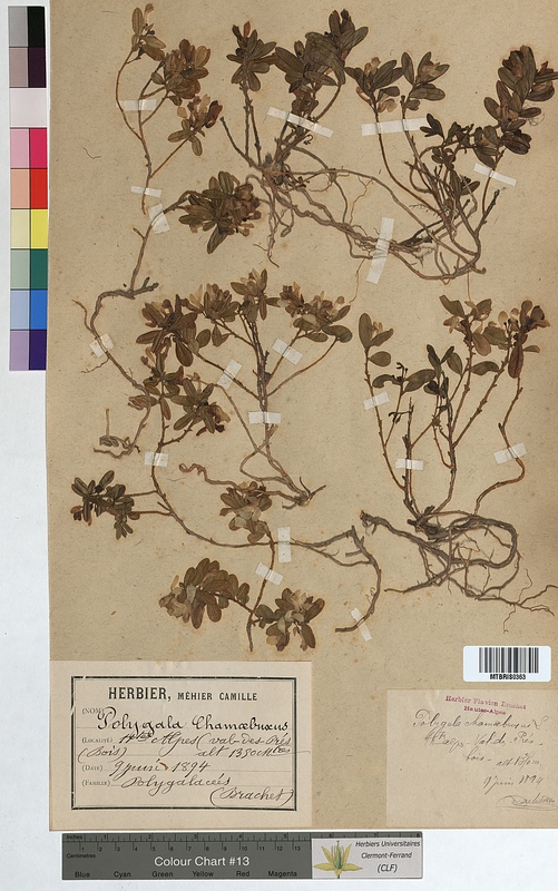 Polygala chamaebuxus (Polygalaceae)
