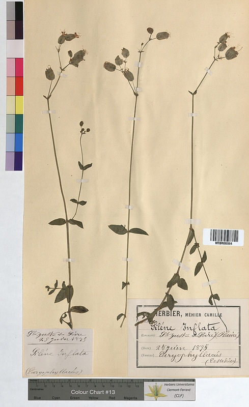 Silene inflata (Caryophyllaceae)
