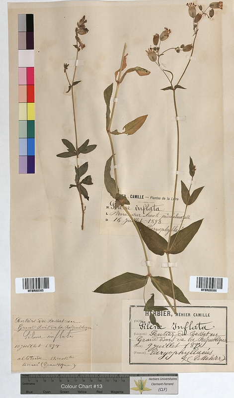 Silene inflata (Caryophyllaceae)