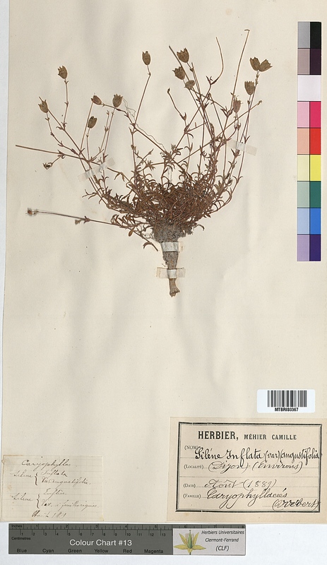 Silene inflata (Caryophyllaceae)