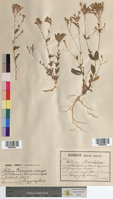 Silene armeria (Caryophyllaceae)