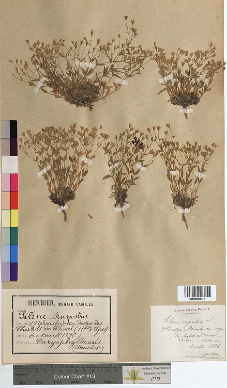 Silene rupestris (Caryophyllaceae)