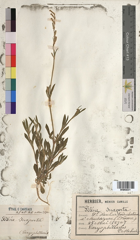 Silene inaperta (Caryophyllaceae)