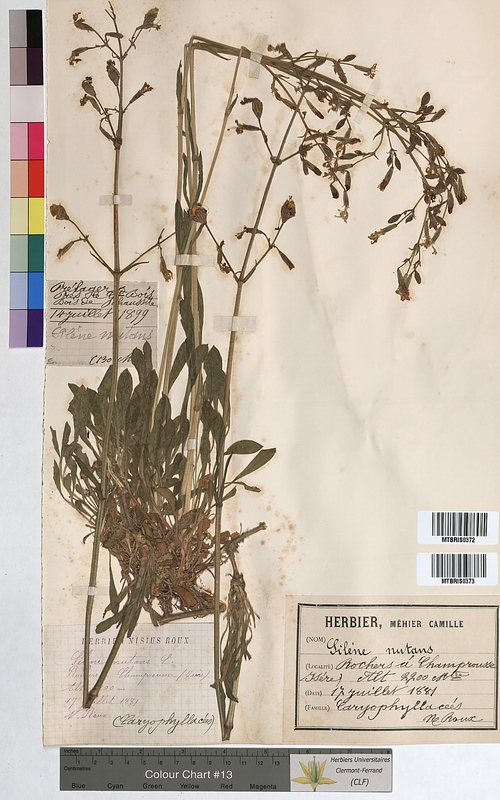 Silene nutans (Caryophyllaceae)