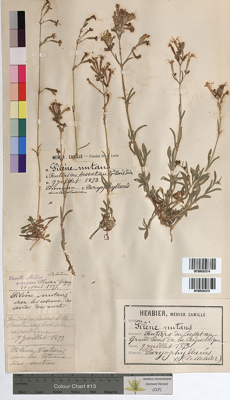 Silene nutans (Caryophyllaceae)