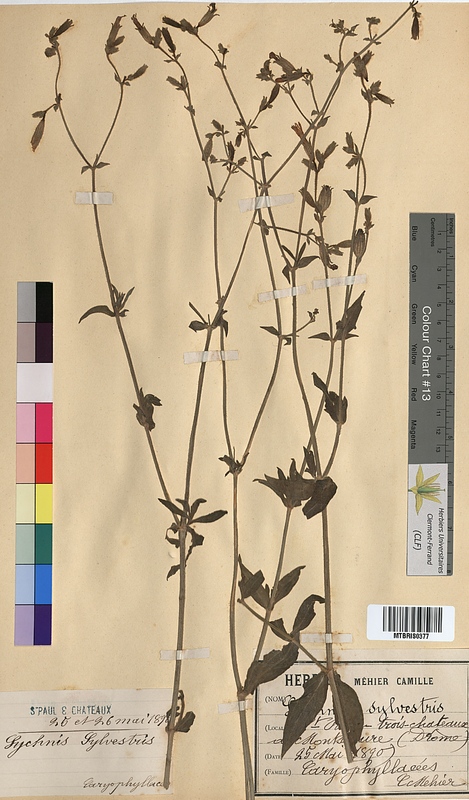 Lychnis sylvestris (Caryophyllaceae)