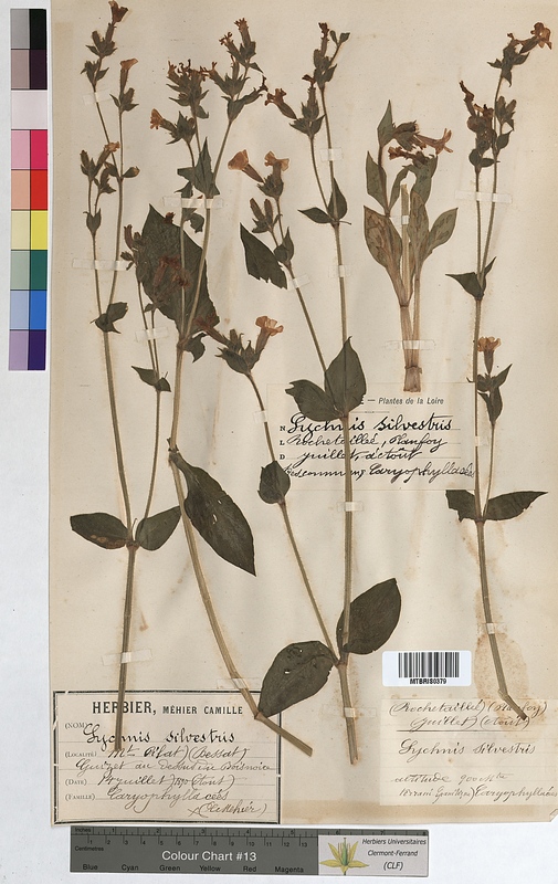 Lychnis sylvestris (Caryophyllaceae)