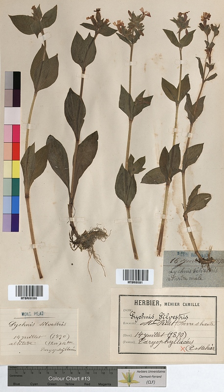 Lychnis sylvestris (Caryophyllaceae)