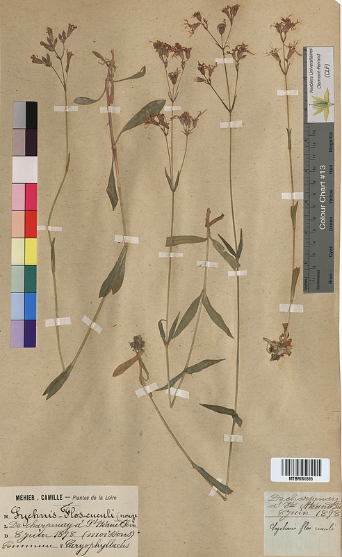 Lychnis flos-cuculi (Caryophyllaceae)