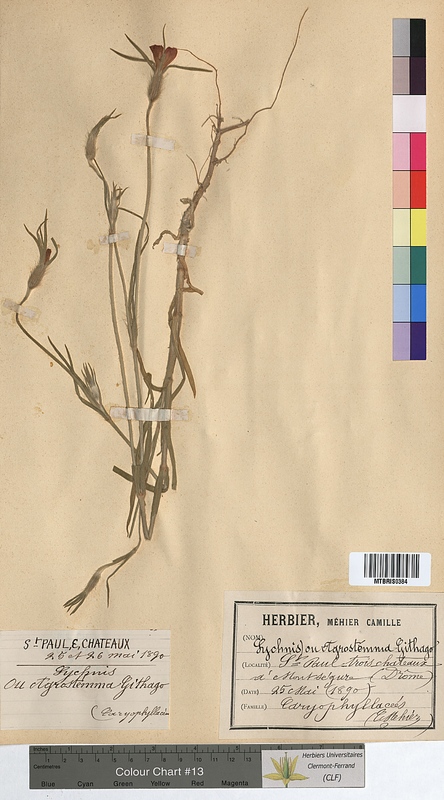 Agrostemma githago (Caryophyllaceae)
