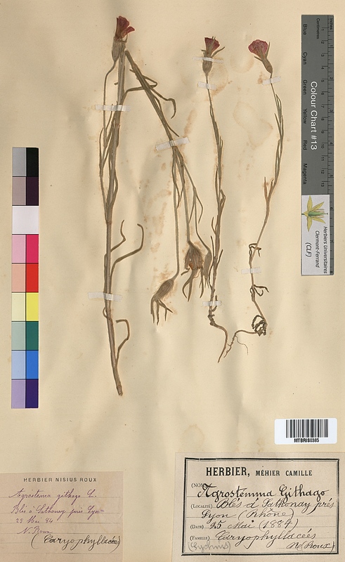 Agrostemma githago (Caryophyllaceae)