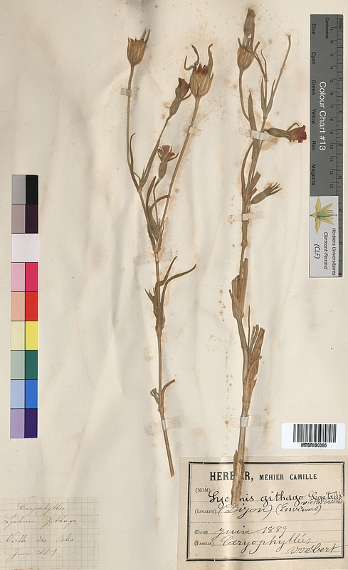 Lychnis githago (Caryophyllaceae)