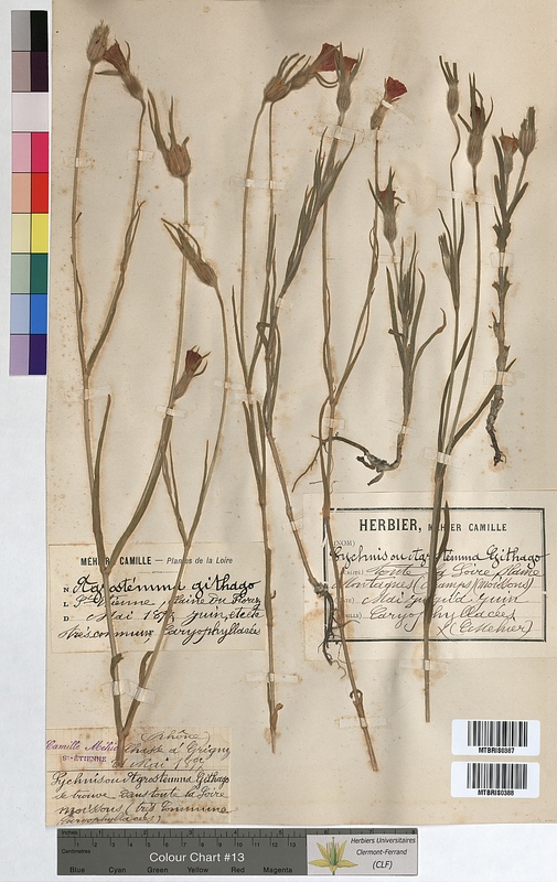 Agrostemma githago (Caryophyllaceae)