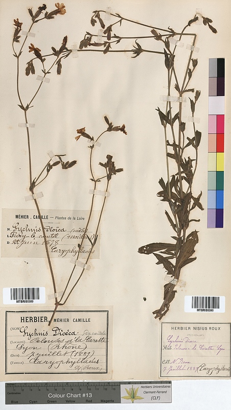 Lychnis dioica (Caryophyllaceae)