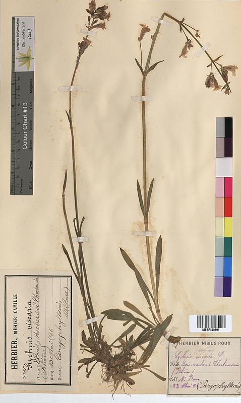 Lychnis viscaria (Caryophyllaceae)