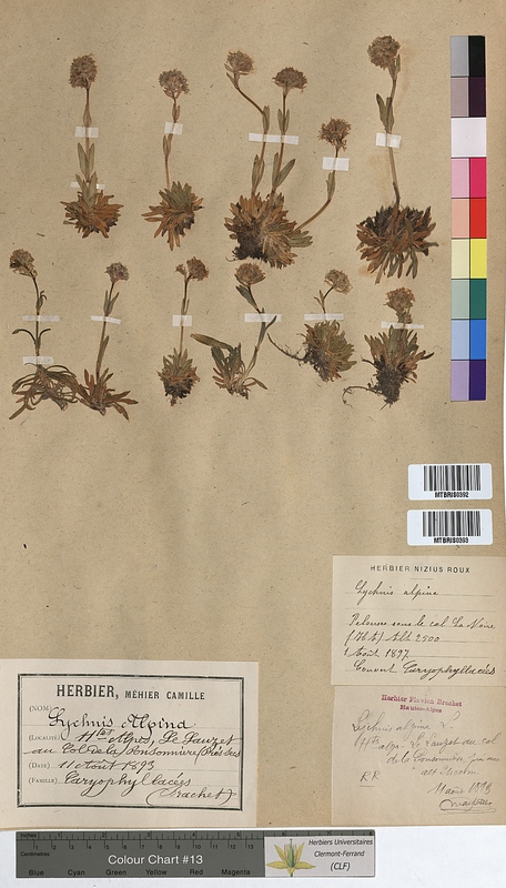 Lychnis alpina (Caryophyllaceae)
