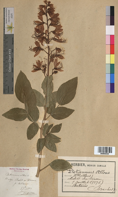 Dictamnus albus (Rutaceae)