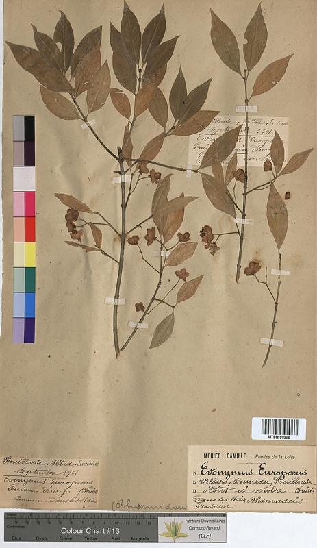 Euonymus europaeus (Celastraceae)