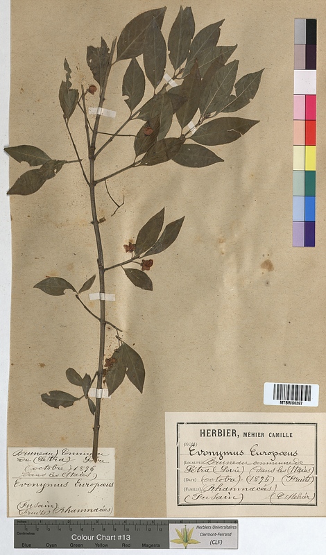 Euonymus europaeus (Celastraceae)