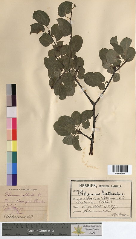 Rhamnus cathartica (Rhamnaceae)