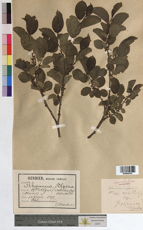 Rhamnus alpina (Rhamnaceae)