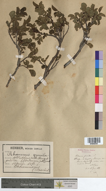Rhamnus pumila (Rhamnaceae)