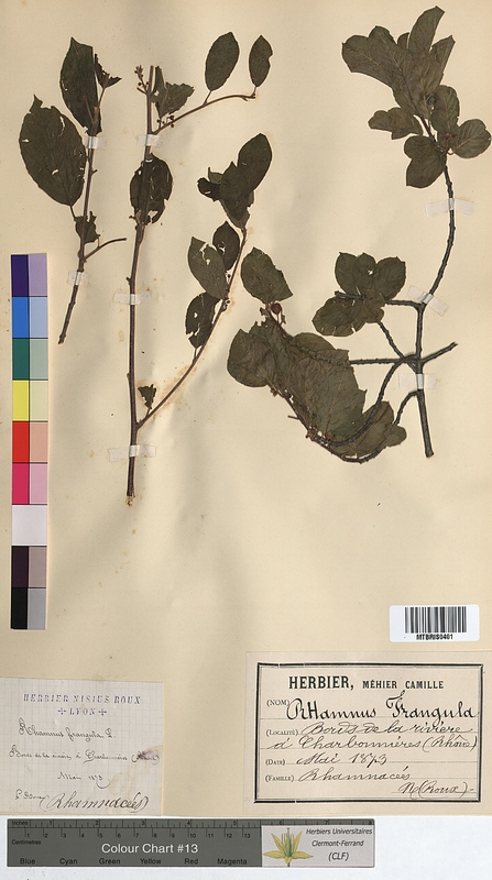 Rhamnus frangula (Rhamnaceae)