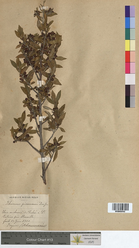 Rhamnus picenensis (Rhamnaceae)