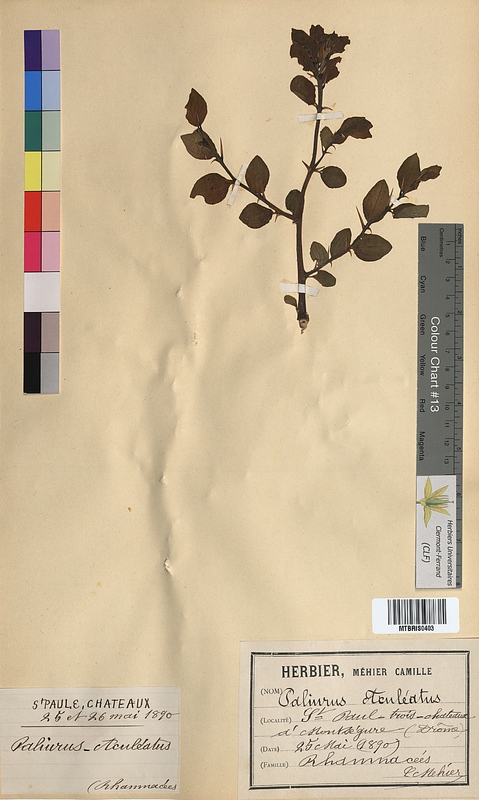 Paliurus aculeatus (Rhamnaceae)