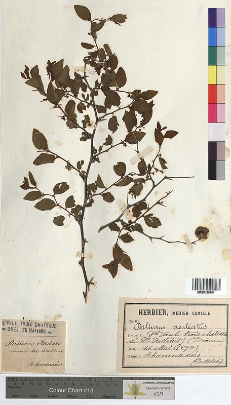 Paliurus aculeatus (Rhamnaceae)