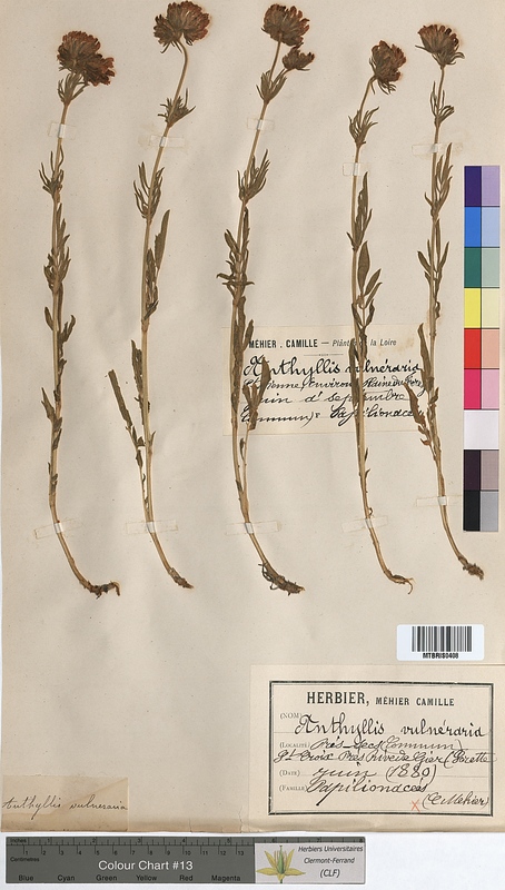 Anthyllis vulneraria (Fabaceae)