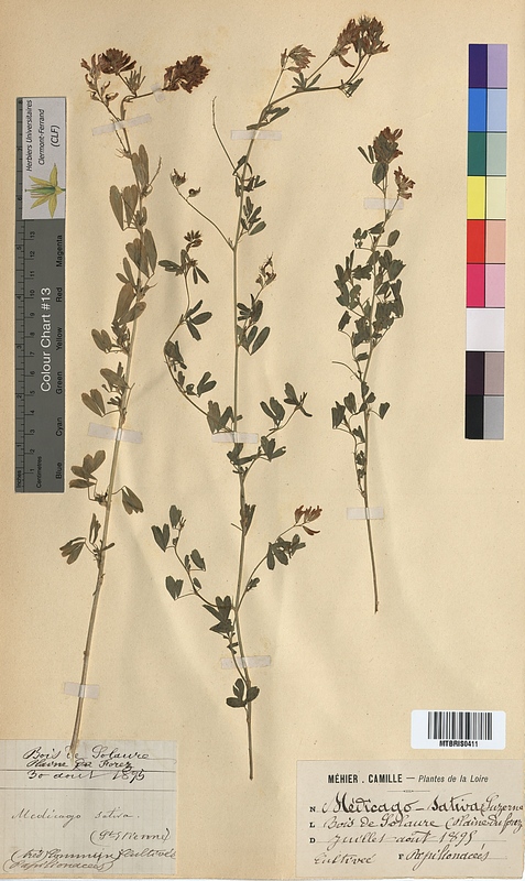 Medicago sativa (Fabaceae)