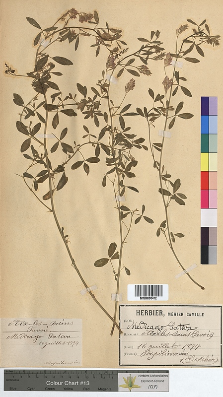 Medicago sativa (Fabaceae)