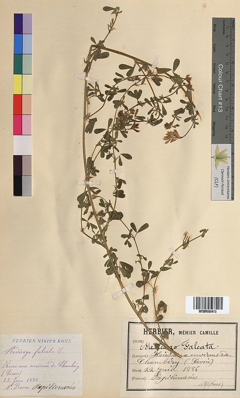 Medicago falcata (Fabaceae)