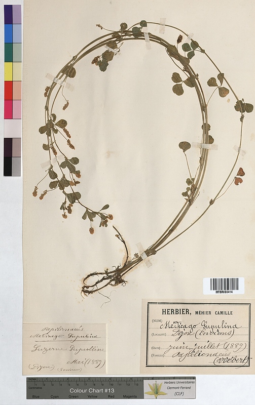 Medicago lupulina (Fabaceae)