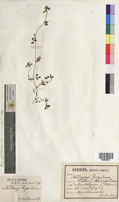 Medicago lupulina (Fabaceae)