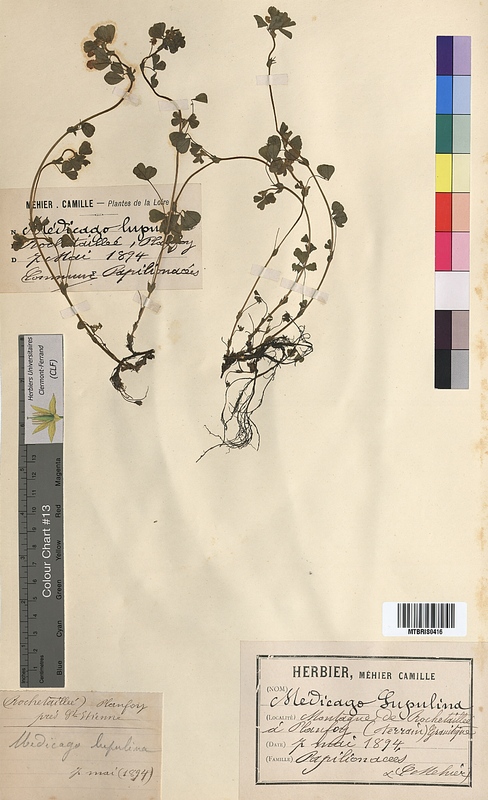 Medicago lupulina (Fabaceae)