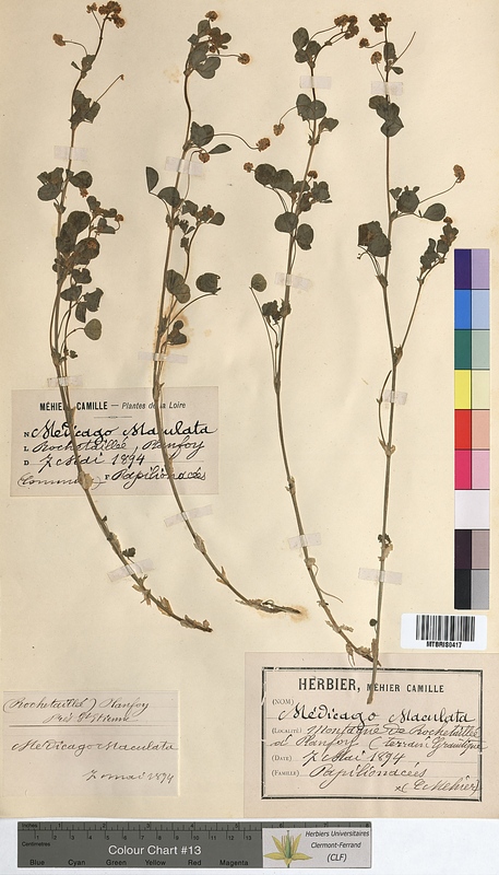 Medicago maculata (Fabaceae)