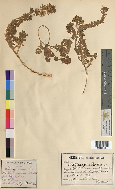Medicago marina (Fabaceae)