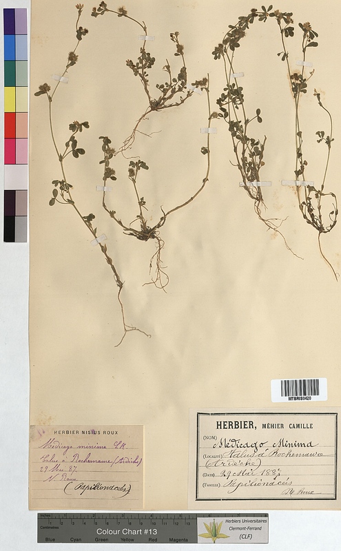 Medicago minima (Fabaceae)