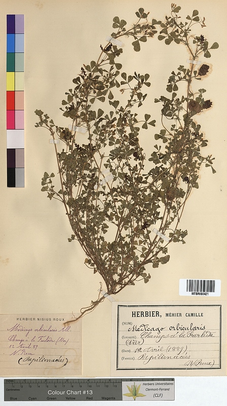 Medicago orbicularis (Fabaceae)