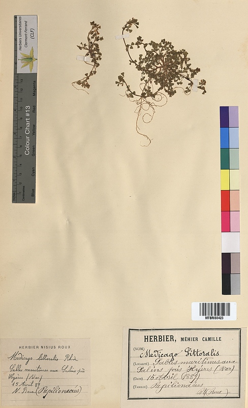 Medicago littoralis (Fabaceae)