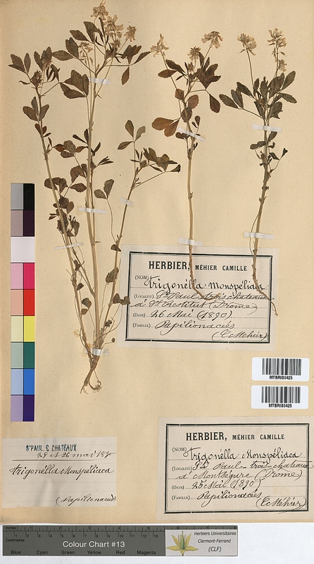 Trigonella monspeliaca (Fabaceae)