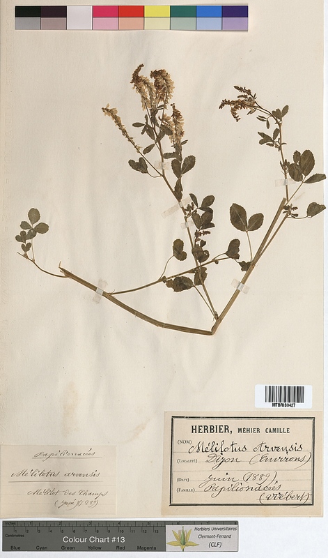 Melilotus arvensis (Fabaceae)