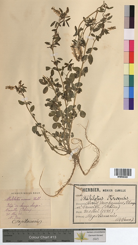Melilotus arvensis (Fabaceae)