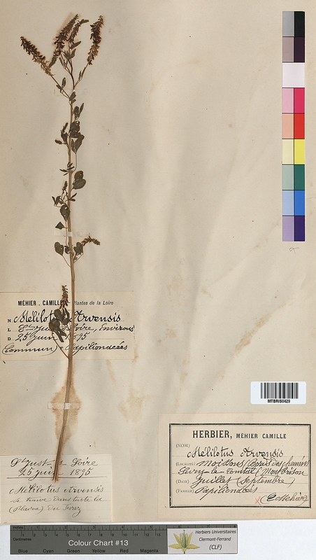 Melilotus arvensis (Fabaceae)