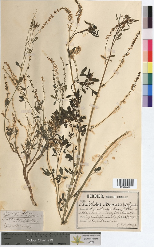 Melilotus arvensis (Fabaceae)